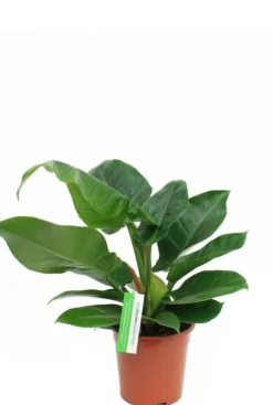 Philodendron Imperial Green