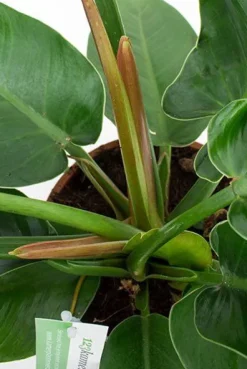 Philodendron Imperial Green
