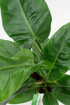 Philodendron Imperial Green