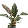 Philodendron imperial red