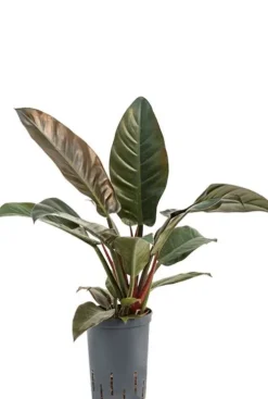 Philodendron imperial red