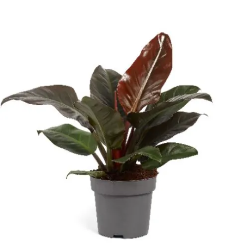 Philodendron Imperial Red