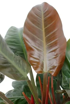 Philodendron imperial red