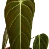 Philodendron Melanochrysum