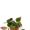 Philodendron micans