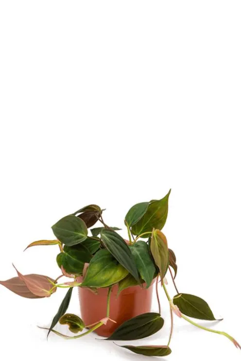 Philodendron micans