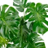 Philodendron Monstera - Gatenplant