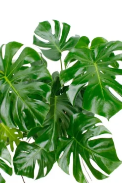 Philodendron Monstera - Gatenplant