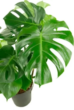 Philodendron Monstera - Gatenplant