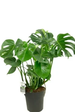 Philodendron Monstera - Gatenplant