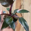 Philodendron Pink Princess - Stekje