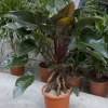 Philodendron red beauty
