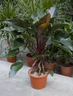 Philodendron red beauty