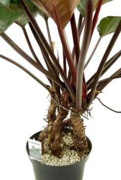 Philodendron red beauty