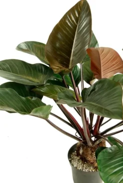 Philodendron red beauty