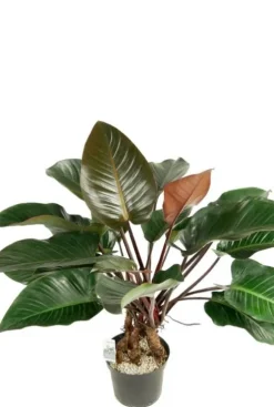 Philodendron red beauty