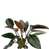Philodendron Red Beauty