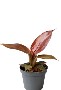 Philodendron Red Sun