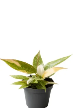 Philodendron Ring of Fire - Philodendron