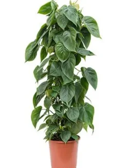 Philodendron scandens