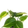 Philodendron scandens brasil - Stekje