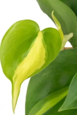 Philodendron scandens brasil - Stekje