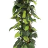 Philodendron scandens Brasil
