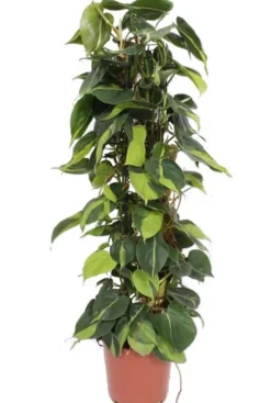 Philodendron scandens Brasil