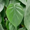 Philodendron scandens - Heartleaf philodendron