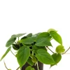 Philodendron scandens - Heartleaf philodendron