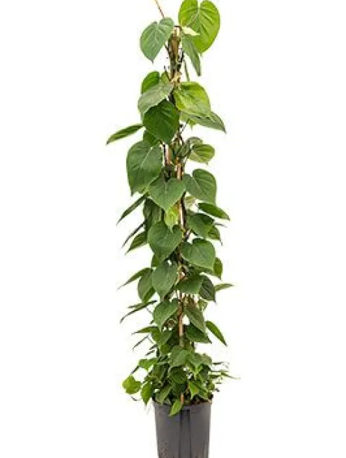 Philodendron scandens - Heartleaf philodendron