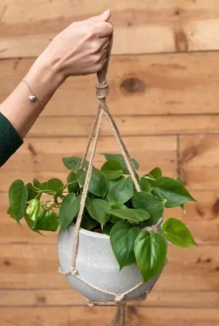 Philodendron scandens - Heartleaf philodendron