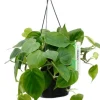 Philodendron Scandens - Heartleaf philodendron