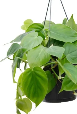 Philodendron Scandens - Heartleaf philodendron