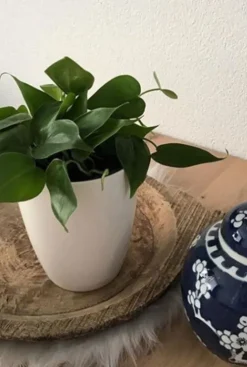 Philodendron Scandens - Heartleaf philodendron