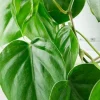 Philodendron scandens - Heartleaf philodendron