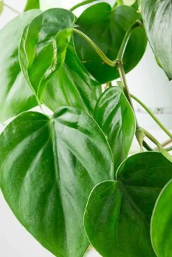Philodendron scandens - Heartleaf philodendron