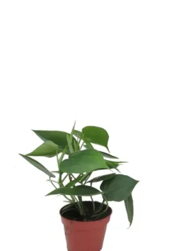 Philodendron scandens - Heartleaf philodendron
