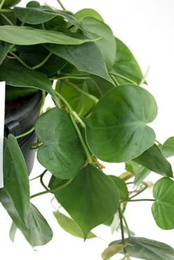 Philodendron scandens - Heartleaf philodendron