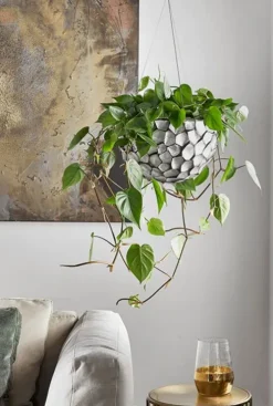 Philodendron scandens - Heartleaf philodendron