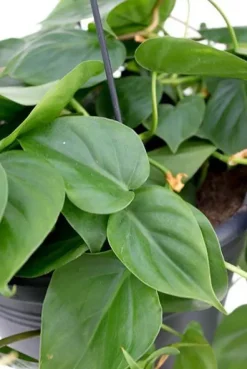 Philodendron scandens - Heartleaf philodendron