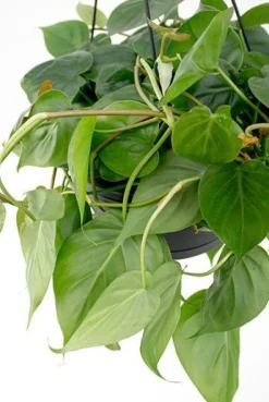 Philodendron scandens - Heartleaf philodendron