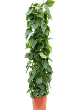 Philodendron Scandens op Rek - Heartleaf philodendron