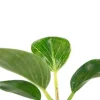 Philodendron White Measure (White Wave) - Stekje