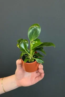 Philodendron White Measure (White Wave) - Stekje
