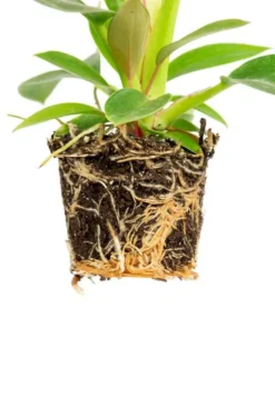Philodendron White Measure (White Wave) - Stekje
