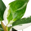 Philodendron White Princess - Stekje