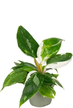 Philodendron White Princess - Stekje