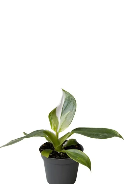 Philodendron White Wizard