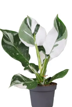 Philodendron White Wizard